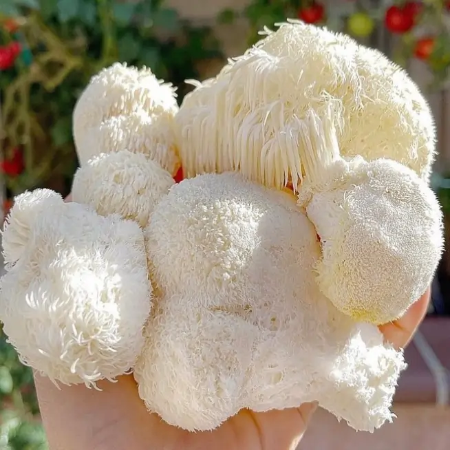 Ryze Coffee Ingredient Lion's Mane