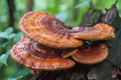 Ryze Coffee Ingredient Reishi